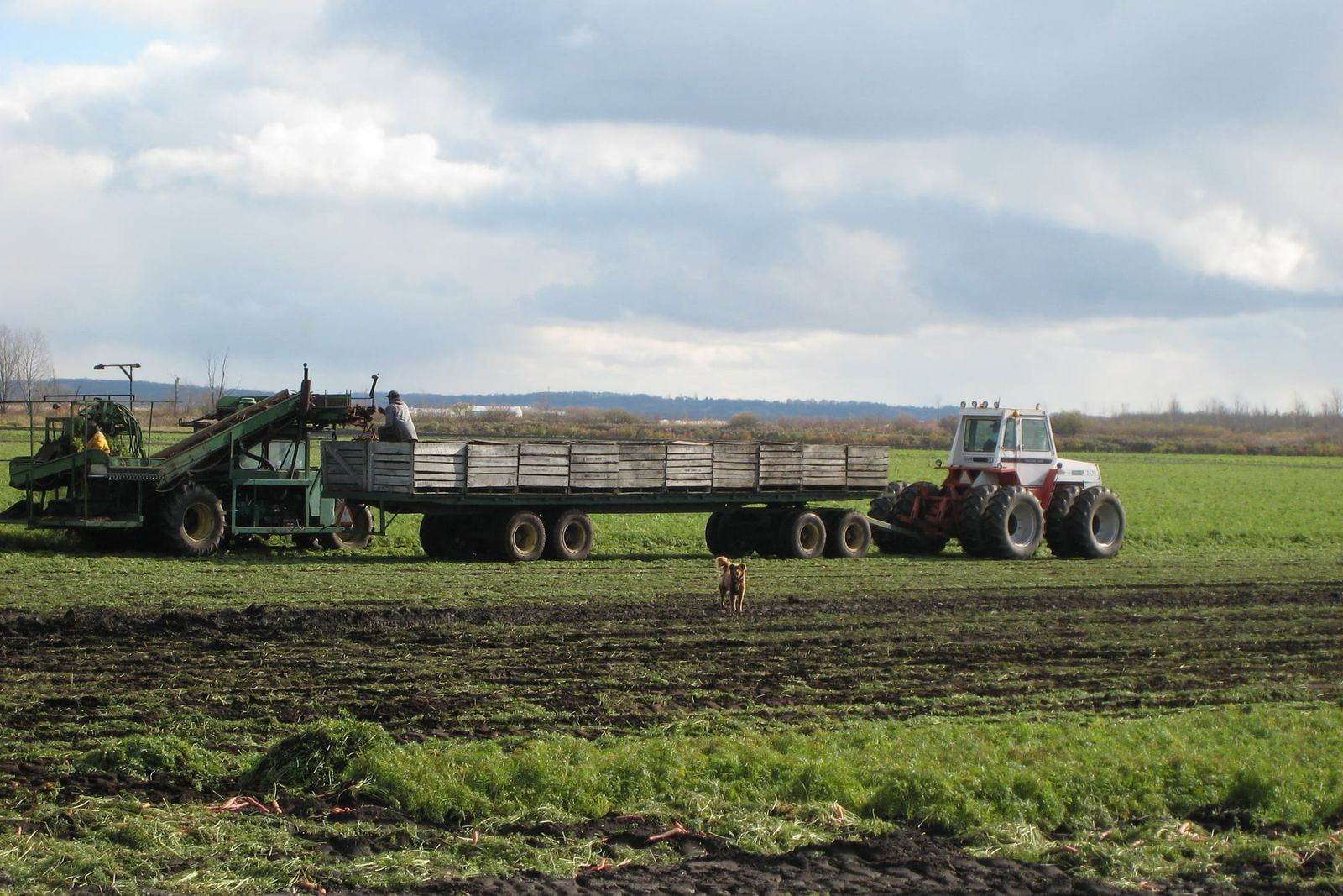 Carrot harvester and tractor pulling a wagon across a field on the Holland Marsh