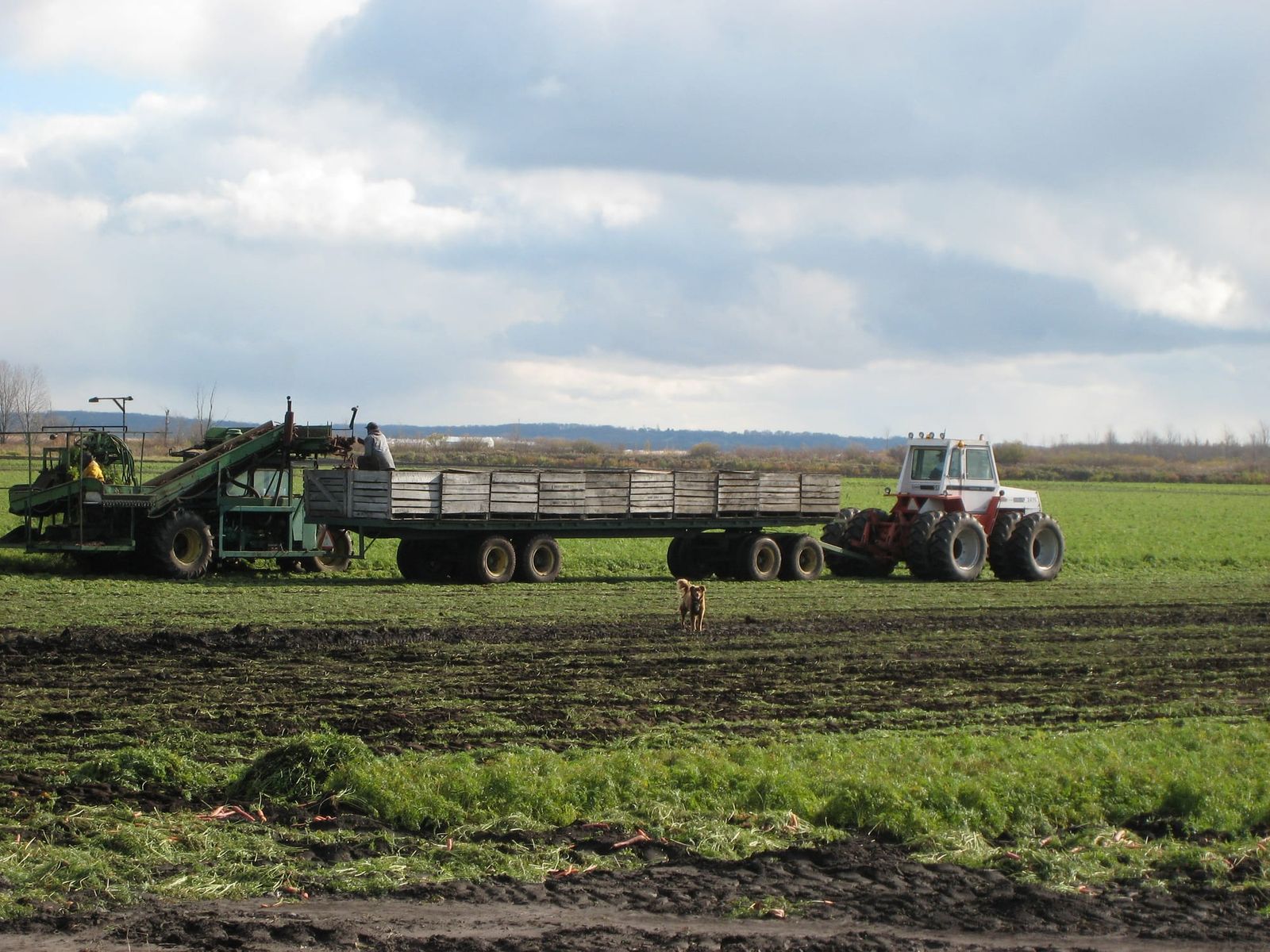 Carrot harvester and tractor pulling a wagon across a field on the Holland Marsh
