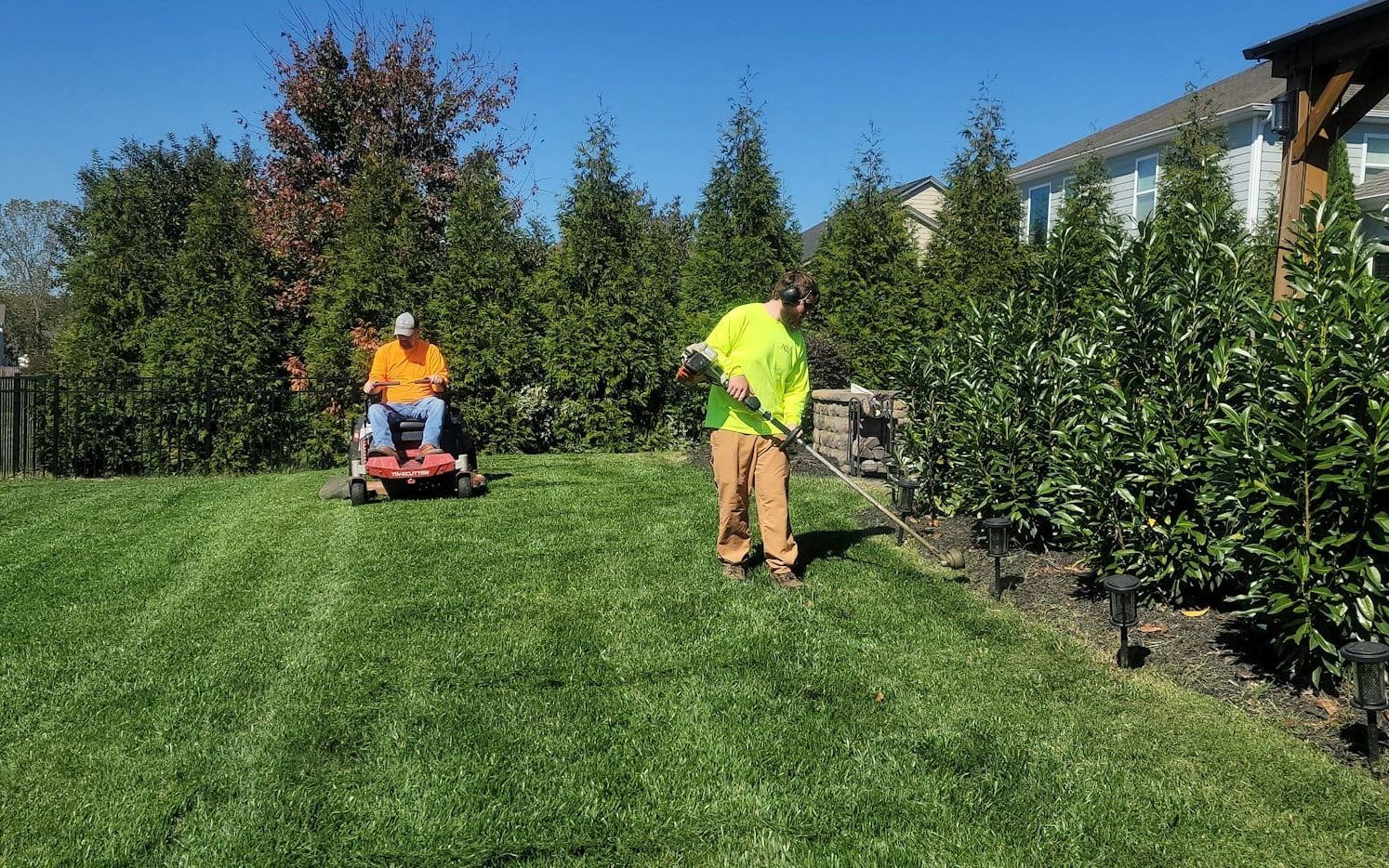 Landscaping crew mowing and trimming a lawn beside a row of cedars