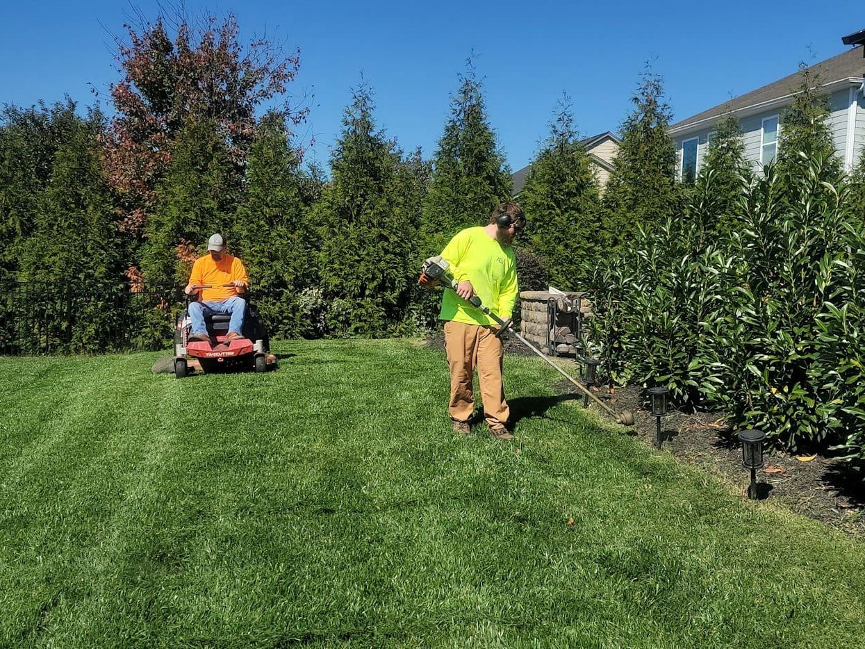 Landscaping crew mowing and trimming a lawn beside a row of cedars